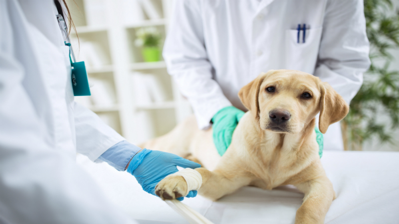 The Benefits of Trusting Veterinary Hospitals Fairfield, NSW, With Your Pet’s Health